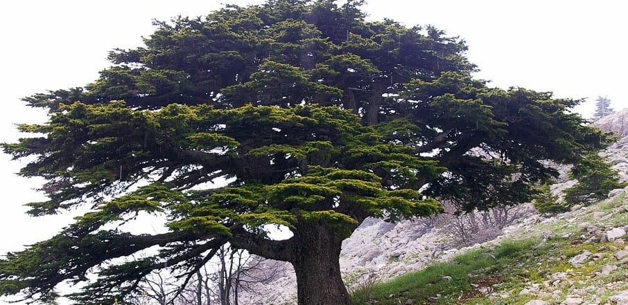 The righteous shall flourish like the palm tree: he shall grow like a cedar in Lebanon.